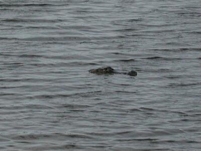 Alligator!